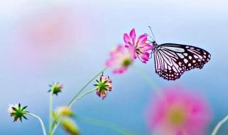 蝴蝶的特征及生活习性